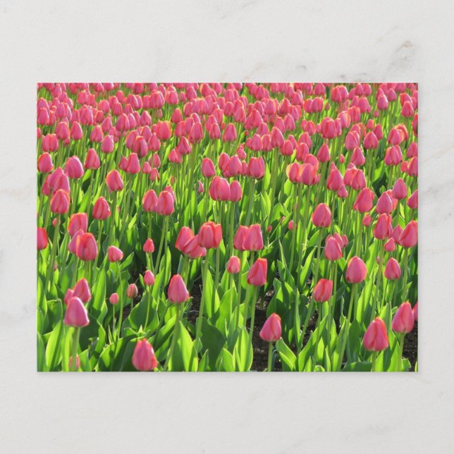 Carte Postale Champ de tulipes roses (Devant)