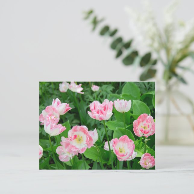 Carte Postale Champ de tulipes roses (Debout devant)