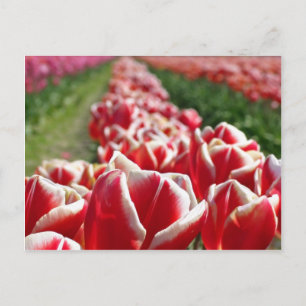Carte Postale Champ de tulipes rouges et blanches