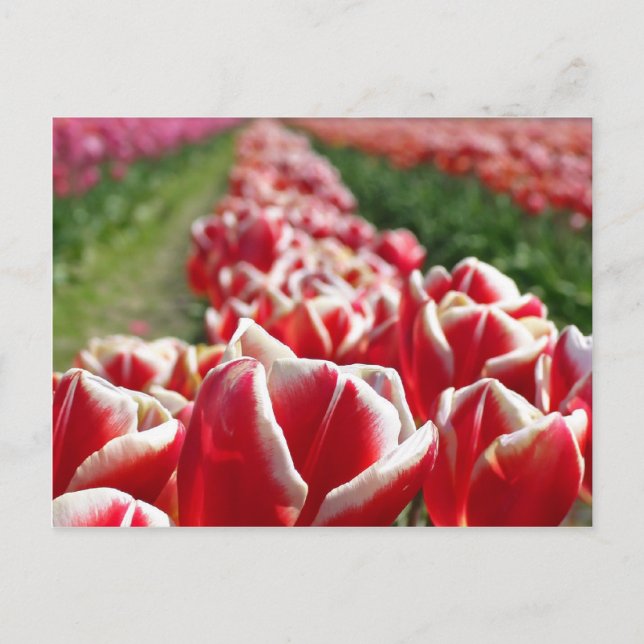 Carte Postale Champ de tulipes rouges et blanches (Devant)