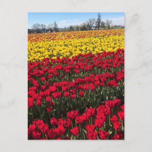 Carte postale champ de tulipes rouges et jaunes