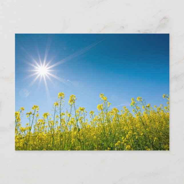 Carte Postale champ de viol (Devant)