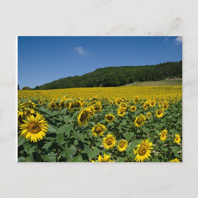 Carte Postale Champ des tournesols (Devant)