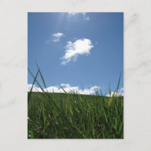 Carte Postale Champ d'été