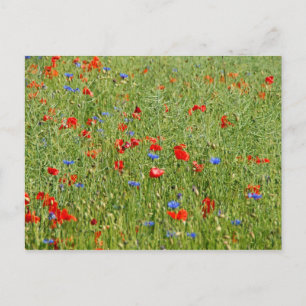 Carte Postale Champ d'été avec des fleurs rouges et bleues