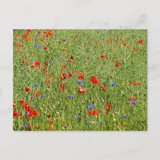 Carte Postale Champ d'été avec des fleurs rouges et bleues (Devant)