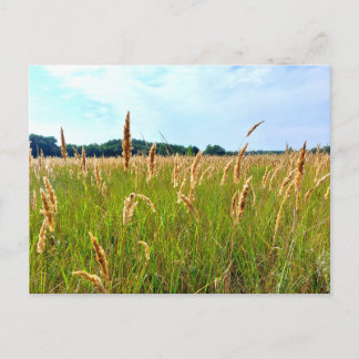 Carte Postale Champ d'été doré