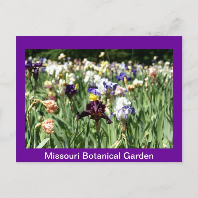 Carte Postale Champ d'Irises (Devant)