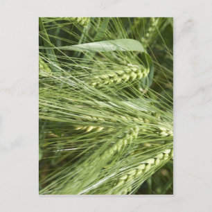 Carte Postale Champ d'orge