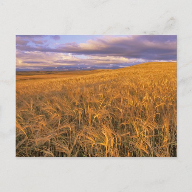 Carte Postale Champ d'orge en maturation le long des montagnes R (Devant)