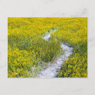 Carte Postale Champ Fleur sauvage jaune