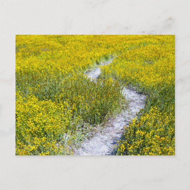 Carte Postale Champ Fleur sauvage jaune (Devant)