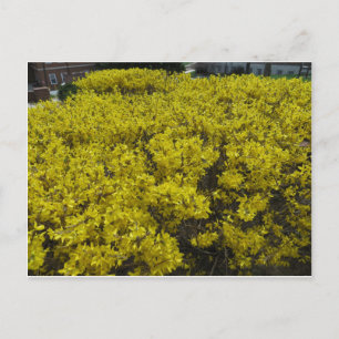 Carte Postale Champ Forsythia