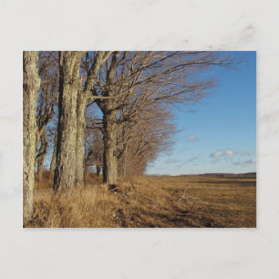 Carte Postale Champ I novembre