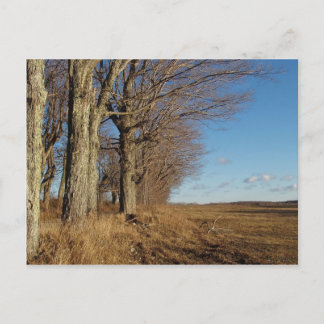 Carte Postale Champ I novembre