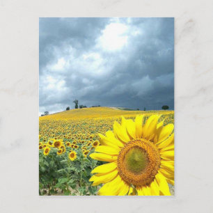 Carte Postale Champ jaune