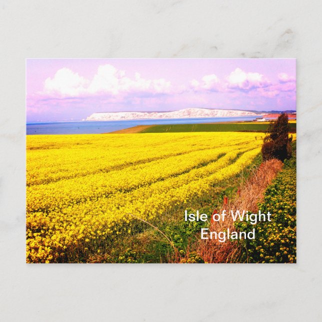 Carte Postale Champ jaune et falaises blanches de l'île de Wight (Devant)