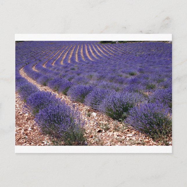 Carte Postale Champ Lavender (Devant)
