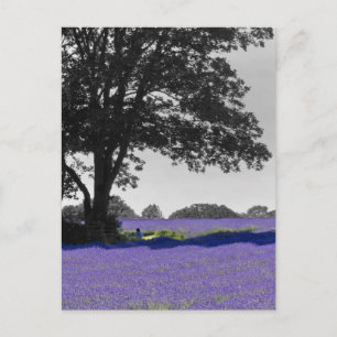 Carte Postale Champ Lavender anglais