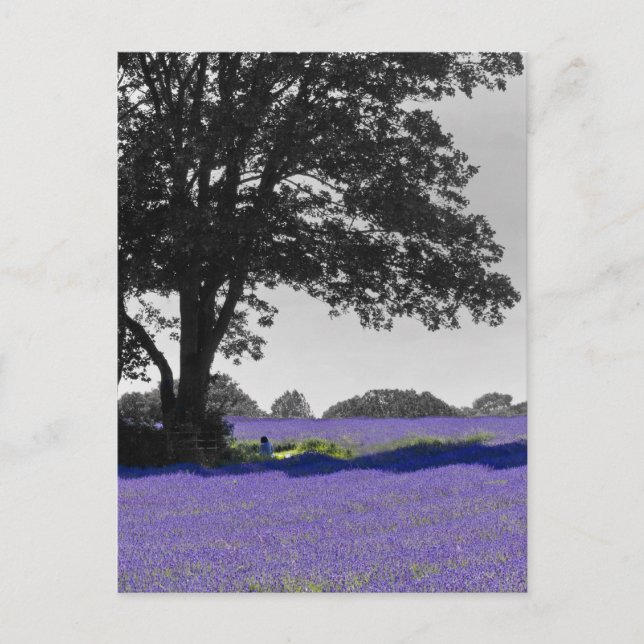 Carte Postale Champ Lavender anglais (Devant)