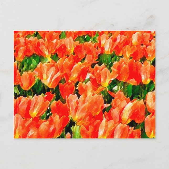 Carte Postale Champ orange de tulipes (Devant)