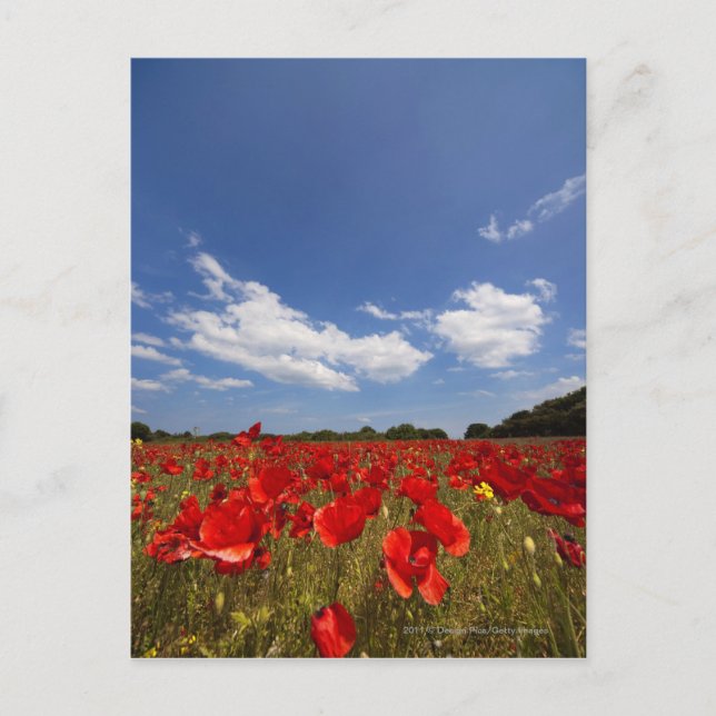 Carte Postale Champ plein de fleurs rouges (Devant)