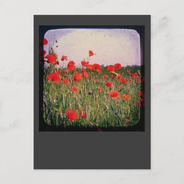 Carte Postale Champ Poppy (Devant)