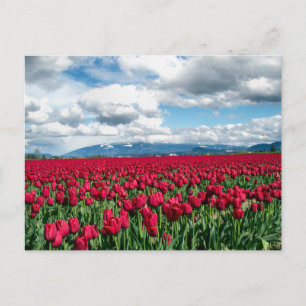 Carte Postale Champ Tulipe rouge