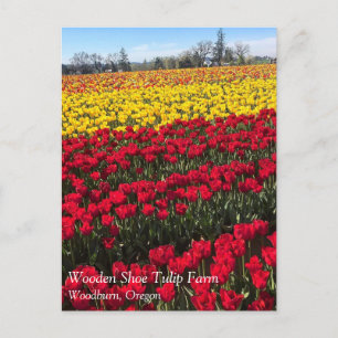 Carte postale Champ Tulipe rouge et jaune