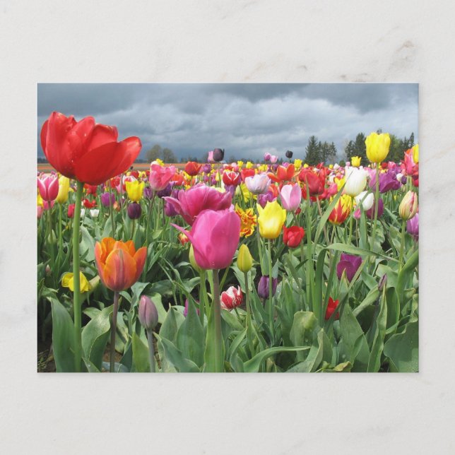 Carte Postale Champ Tulipes (Devant)