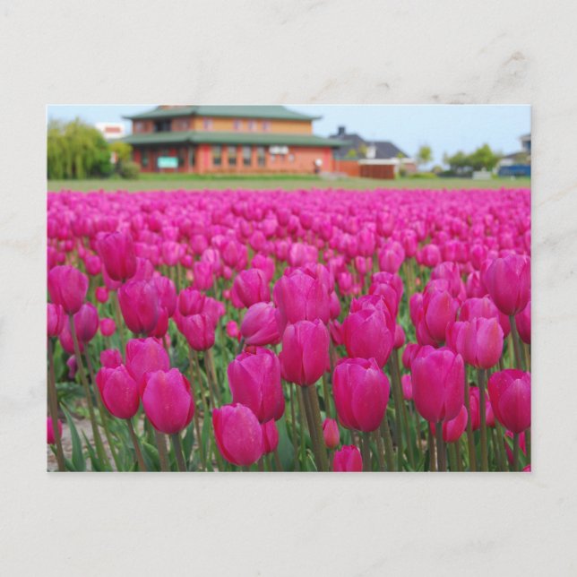 Carte Postale Champ Tulipes (Devant)
