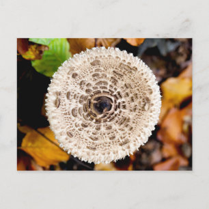 Carte Postale Champagne
