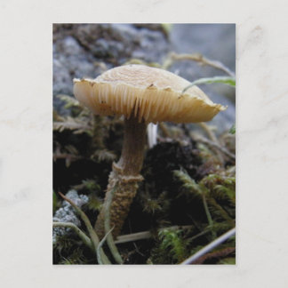Carte Postale Champignon à l'échelle de l'île de l'Unalaska