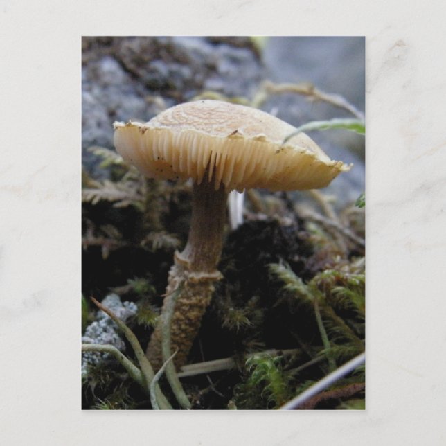 Carte Postale Champignon à l'échelle de l'île de l'Unalaska (Devant)
