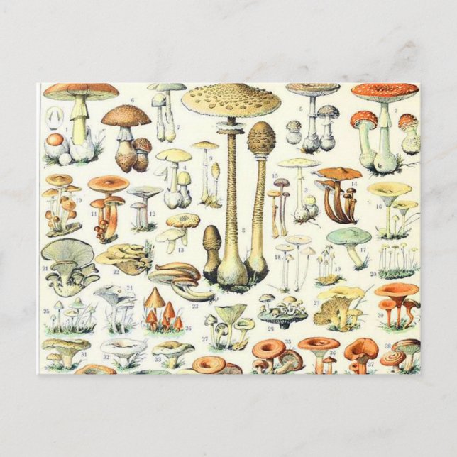 Carte Postale Champignon Adolphe Millot B (Devant)