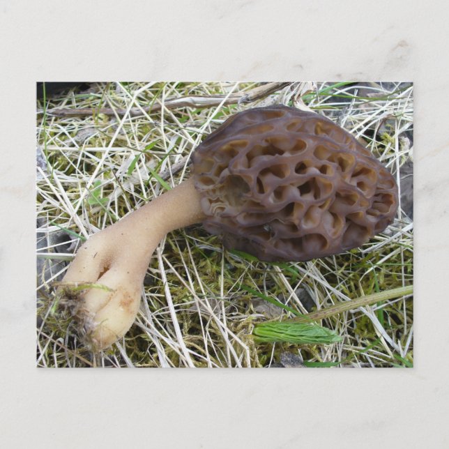 Carte Postale Champignon de morelle sur l'île d'Unalaska (Devant)