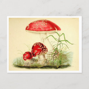 Carte Postale Champignon rouge vintage / Tabouret de toilette Ca