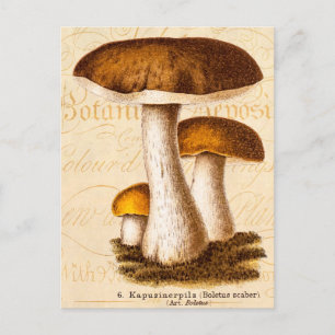 Carte Postale Champignon vintage des années 1800 Champignon Brow