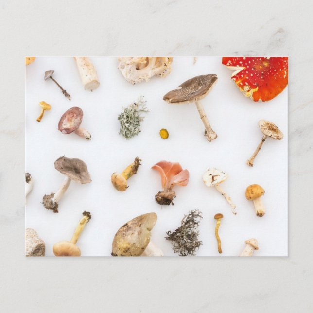 Carte Postale Champignons (Devant)