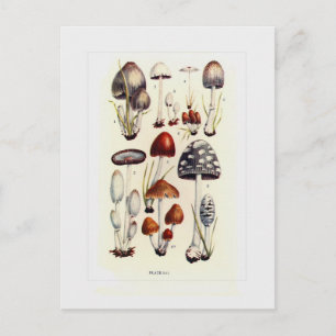 Carte Postale Champignons