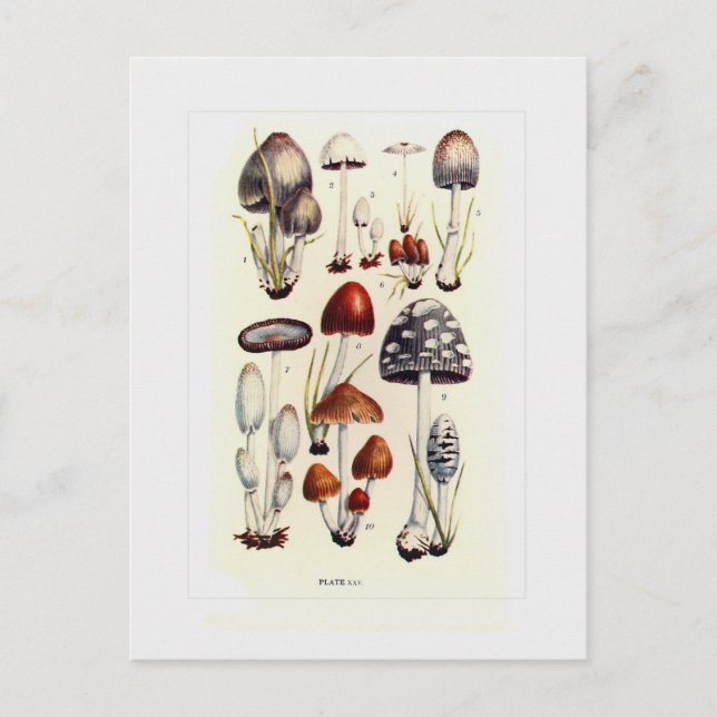 Carte Postale Champignons (Devant)