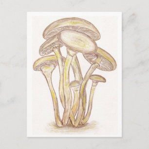 Carte postale Champignons