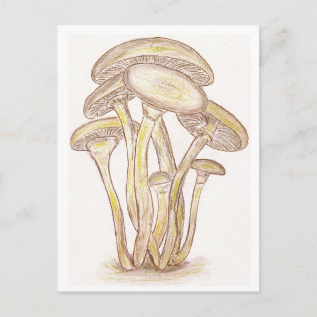 Carte postale Champignons (Devant)