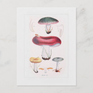 Carte Postale Champignons