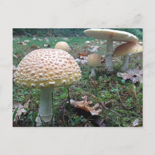 Carte Postale champignons (Devant)