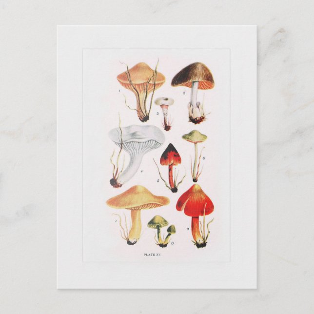 Carte Postale Champignons (Devant)