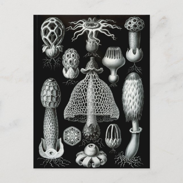 Carte Postale Champignons (Devant)