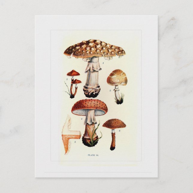 Carte Postale Champignons (Devant)