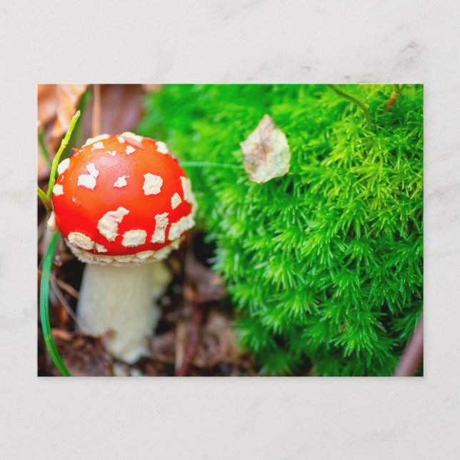 Carte Postale Champignons agariques volants (Devant)
