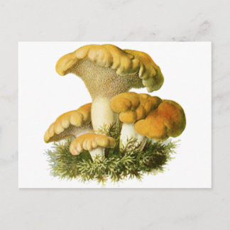Carte Postale Champignons anciens Imprimer 13